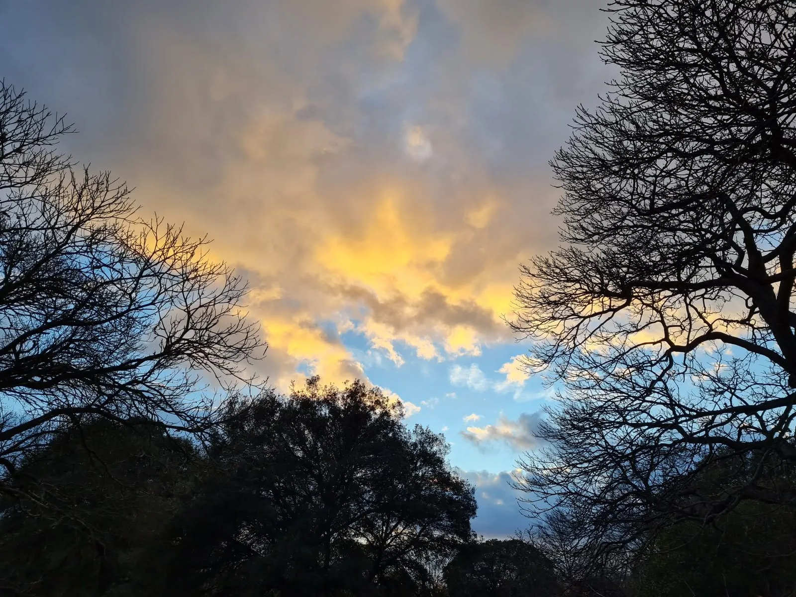 Evening sky between dark trees