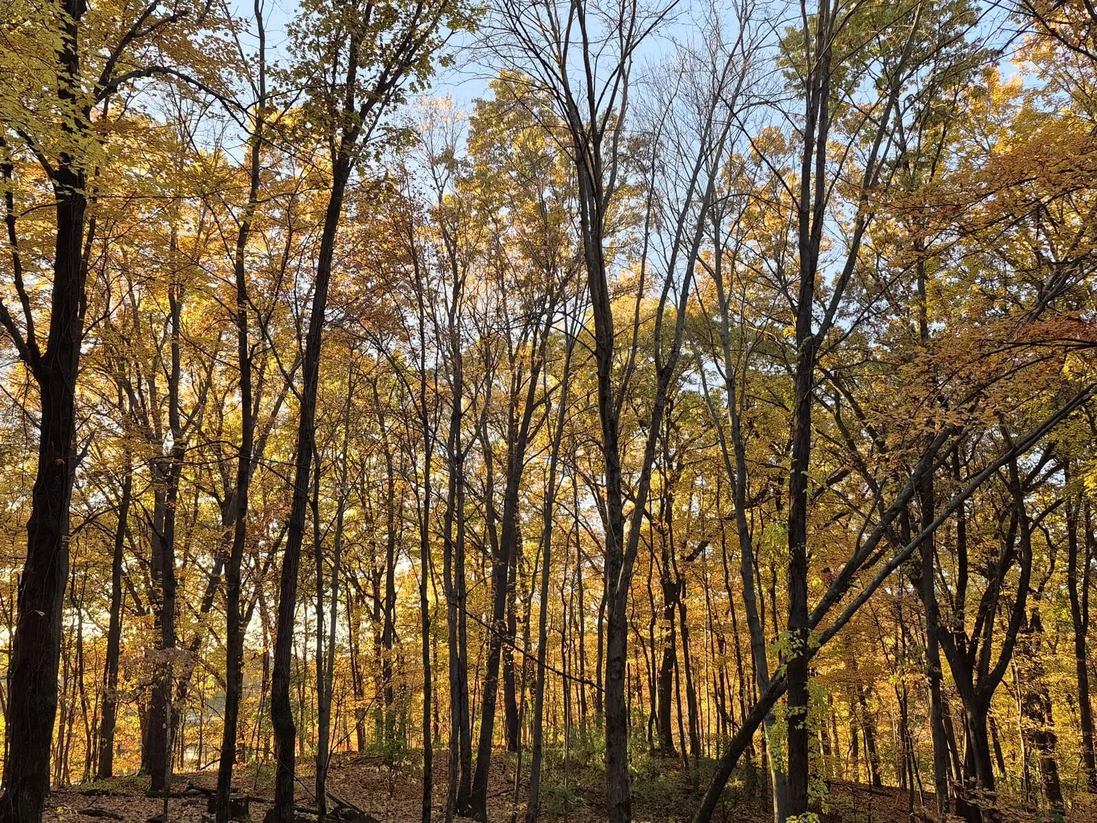 Autumn beech woods